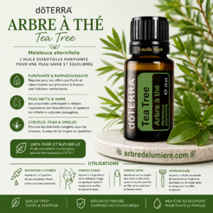 Arbre à thé - Tea Tree