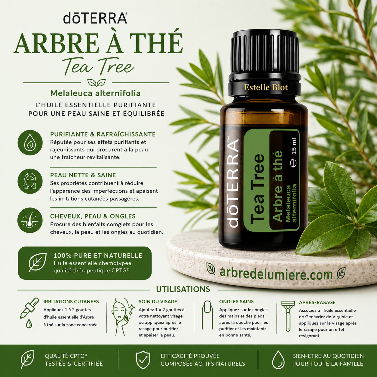 Arbre à thé - Tea Tree